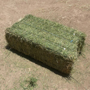 Premium Alfalfa Hay for Livestock