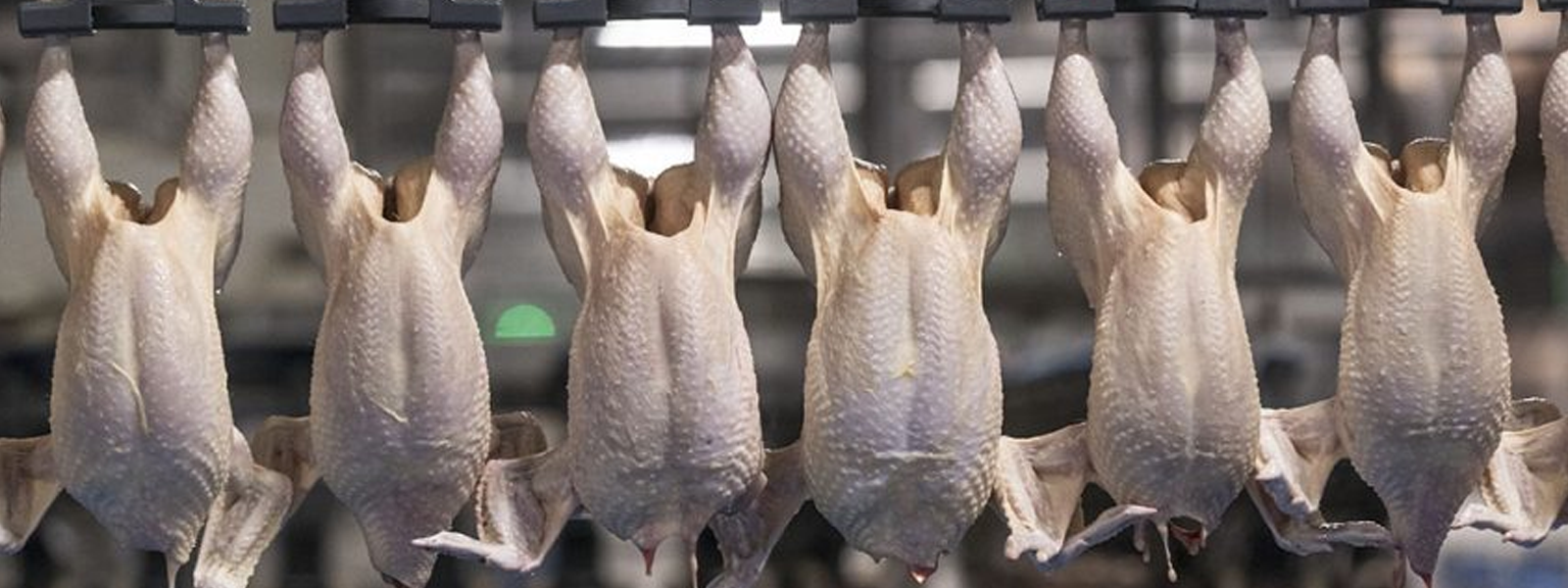 raw chickens from a rack