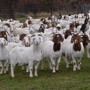 Buy Live Boer Goats
