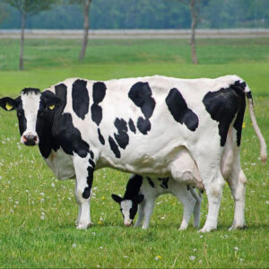 Buy Live Holstein Cows