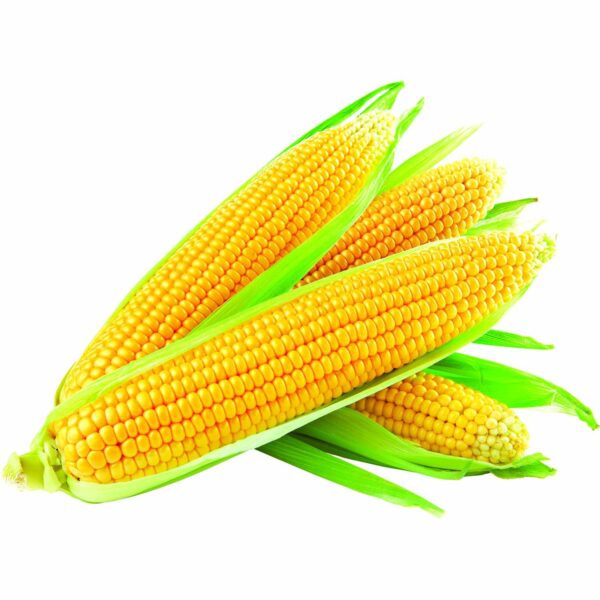yellow corn maize