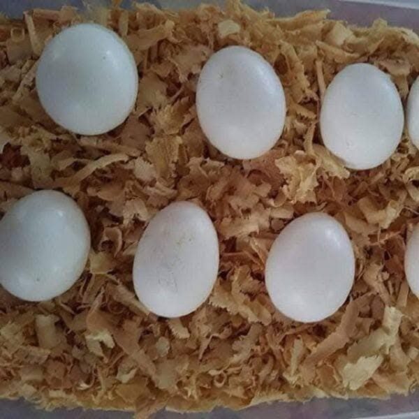 Fertile Parrot Eggs and Baby Parrots for Sale