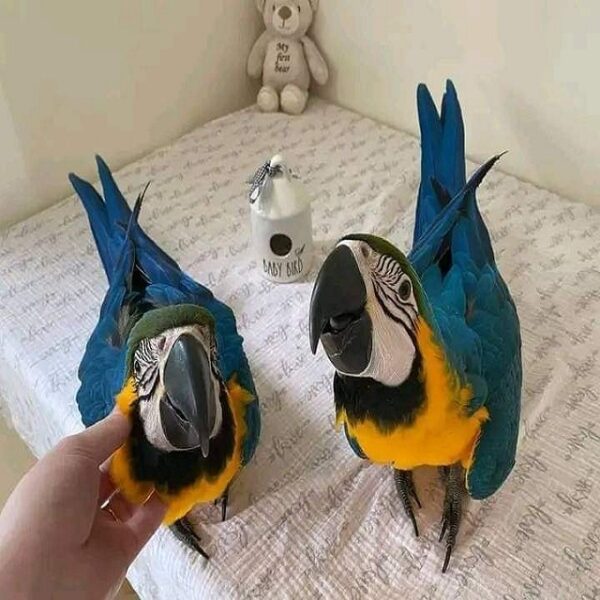 Fertile Parrot Eggs and Baby Parrots for Sale