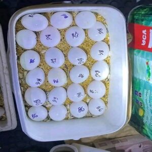 Fertile Parrot Eggs & Baby Parrots for Sale