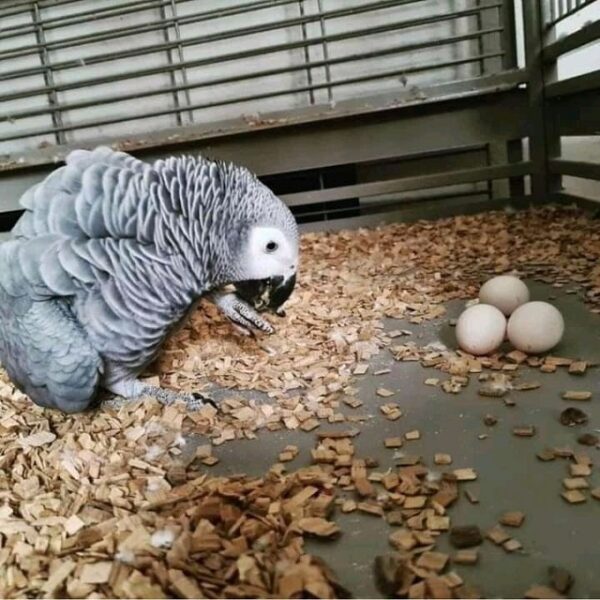 Fertile Parrot Eggs and Baby Parrots for Sale
