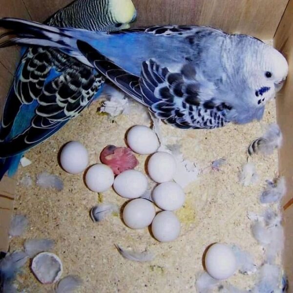 Fertile Parrot Eggs and Baby Parrots for Sale